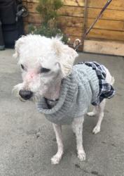 Found/Stray Female Dog last seen Cedar Ave and W Anaheim St, Long Beach, CA 90813