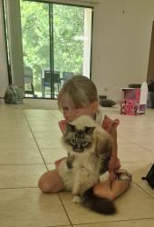 Reunited Male Cat last seen Valley Ridge preserve , Nocatee, FL 32081