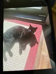 Lost Male Cat last seen Near street playground  and Emerton school, Abingdon, MD 21009