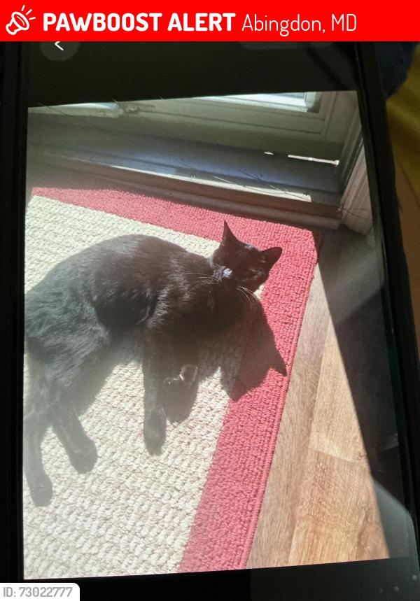Lost Male Cat last seen Near street playground  and Emerton school, Abingdon, MD 21009