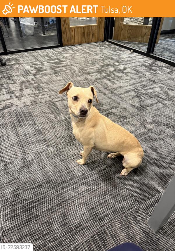Found/Stray Female Dog last seen Near s yale ave, Tulsa, OK 74145