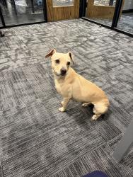 Found/Stray Female Dog last seen Near s yale ave, Tulsa, OK 74145