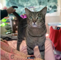 Lost Male Cat last seen Near ne sumner street, Portland, OR 97218