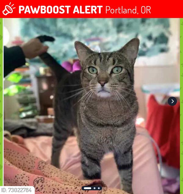 Lost Male Cat last seen Near ne sumner street, Portland, OR 97218