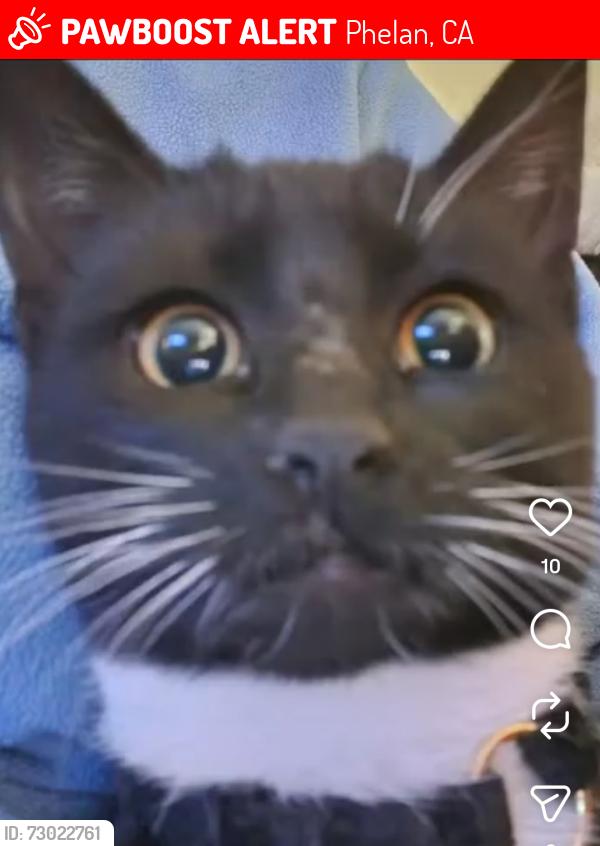 Lost Female Cat last seen Sunny Vista and Mesa, Phelan, CA 92371