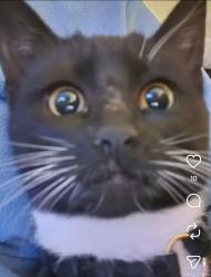Lost Female Cat last seen Sunny Vista and Mesa, Phelan, CA 92371