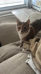 Reunited Female Cat last seen Small kids park by the buildings , Surrey, BC V3T 0S1