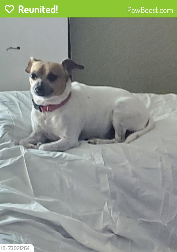 Reunited Female Dog last seen Near SW 33rd Ave, Fort Lauderdale, FL 33312, USA, Fort Lauderdale, FL 33312