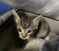 Shelter Stray Male Cat last seen DryMonia stray, Cove City, NC, 1639 Old Airport Rd, New Bern, NC 28562, USA