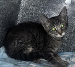 Shelter Stray Male Cat last seen Tienda El Tikal Chamblee ga 30341, 30341, GA, 3280 Chamblee Dunwoody Rd, Chamblee, GA 30341, USA