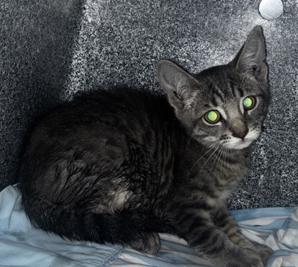 Shelter Stray Male Cat last seen Tienda El Tikal Chamblee ga 30341, 30341, GA, 3280 Chamblee Dunwoody Rd, Chamblee, GA 30341, USA