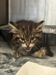 Shelter Stray Female Cat last seen Near Larenceville Highway, 30084, GA, 3280 Chamblee Dunwoody Rd, Chamblee, GA 30341, USA
