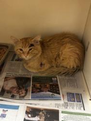 Shelter Stray Male Cat last seen Near trent walk dr, Stonecrest, GA 30038, 30038, GA, 3280 Chamblee Dunwoody Rd, Chamblee, GA 30341, USA