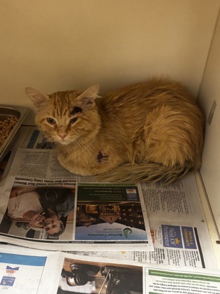 Shelter Stray Male Cat last seen Near trent walk dr, Stonecrest, GA 30038, 30038, GA, 3280 Chamblee Dunwoody Rd, Chamblee, GA 30341, USA