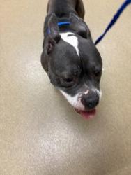 Shelter Stray Female Dog last seen Near Frank Keasler, Duncanville, TX, 1150 E Pleasant Run Rd, Cedar Hill, TX 75104, USA