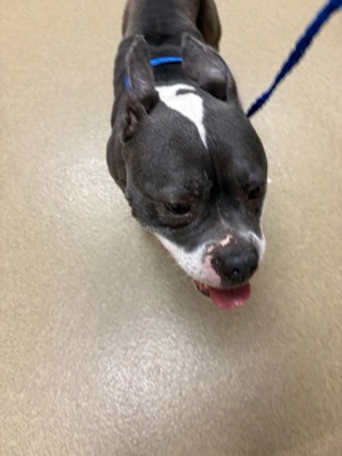 Shelter Stray Female Dog last seen Near Frank Keasler, Duncanville, TX, 1150 E Pleasant Run Rd, Cedar Hill, TX 75104, USA
