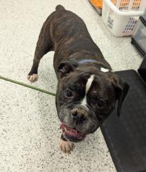 Shelter Stray Male Dog last seen Near Hollywood road nw, Atlanta, GA, 1251 Fulton Industrial Blvd NW, Atlanta, GA 30336, USA