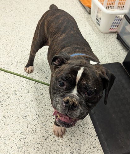 Shelter Stray Male Dog last seen Near Hollywood road nw, Atlanta, GA, 1251 Fulton Industrial Blvd NW, Atlanta, GA 30336, USA