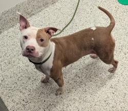 Shelter Stray Female Dog last seen Near Hollywood road nw, Atlanta, GA, 1251 Fulton Industrial Blvd NW, Atlanta, GA 30336, USA