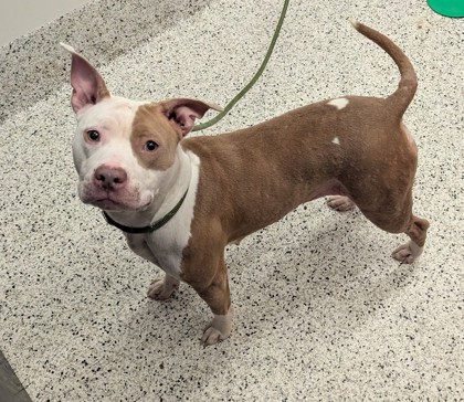 Shelter Stray Female Dog last seen Near Hollywood road nw, Atlanta, GA, 1251 Fulton Industrial Blvd NW, Atlanta, GA 30336, USA