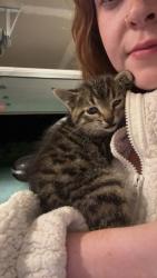 Shelter Stray Unknown Cat last seen Near Eastwood Way, Mount Horeb, WI 53572, Mt. Horeb, Village of, WI, 5132 Voges Rd, Madison, WI 53718, USA