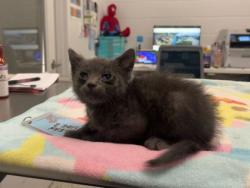 Shelter Stray Male Cat last seen wabash and 73rd, 64132, MO, 7077 Elmwood Ave, Kansas City, MO 64132, USA