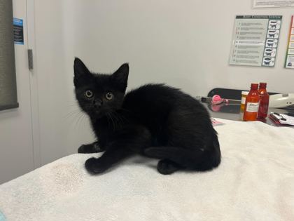 Shelter Stray Female Cat last seen NW 63rd and Broadway, 64118, MO, 7077 Elmwood Ave, Kansas City, MO 64132, USA