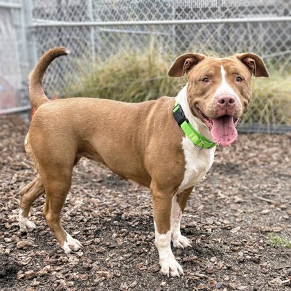 Shelter Stray Female Dog last seen , , CA, 1101 29th Ave, Oakland, CA 94601, USA