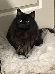 Lost Female Cat last seen Falstaff & Holly Hill, Charlotte, NC 28227
