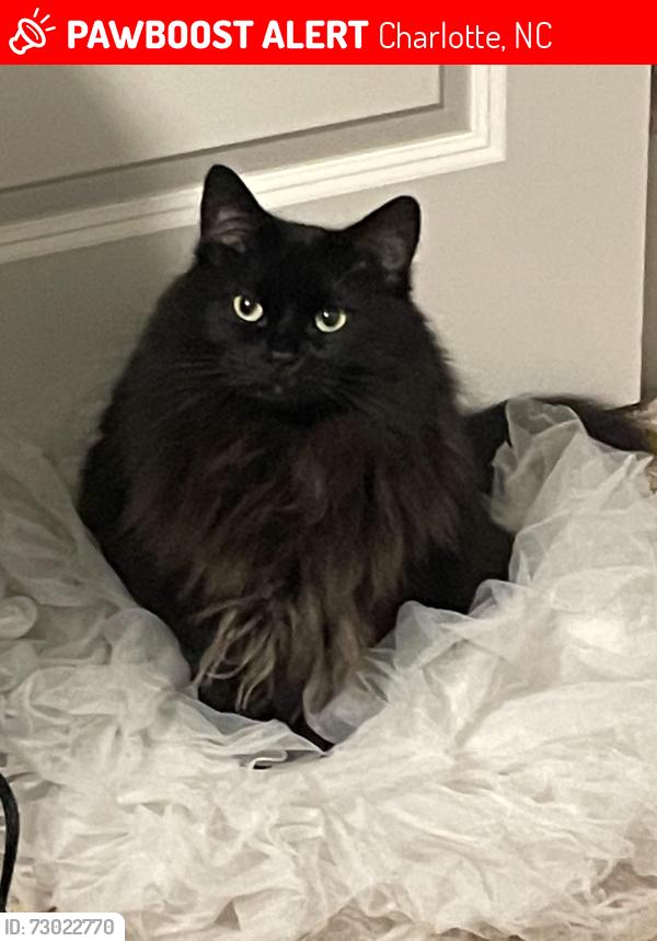 Lost Female Cat last seen Falstaff & Holly Hill, Charlotte, NC 28227