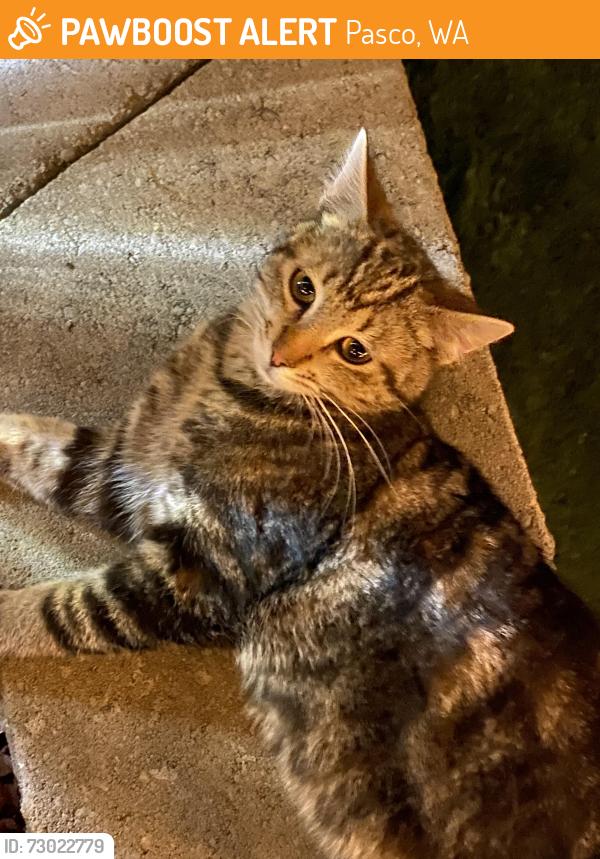 Found/Stray Male Cat last seen Antigua, Pasco, WA 99301