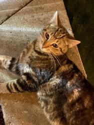 Found/Stray Male Cat last seen Antigua, Pasco, WA 99301