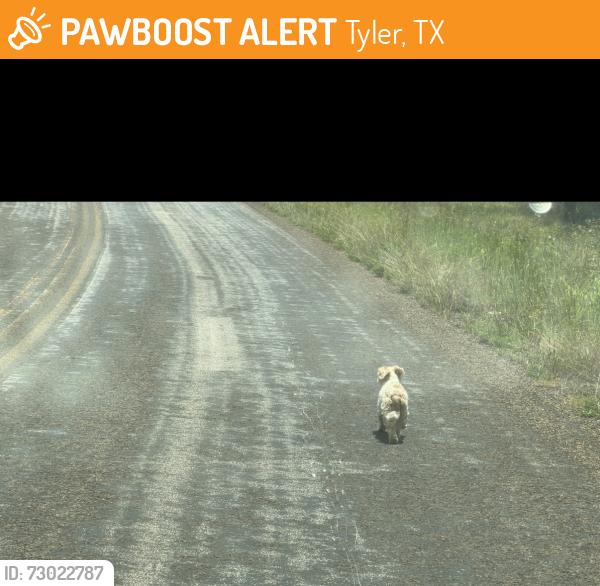Found/Stray Unknown Dog last seen Near Baptist church and before the now closed Pet Boarding Resort, Tyler, TX 75706