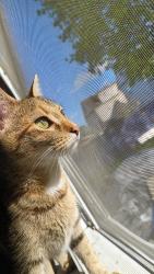 Lost Female Cat last seen Near Crawford St, Lowell, MA 01854