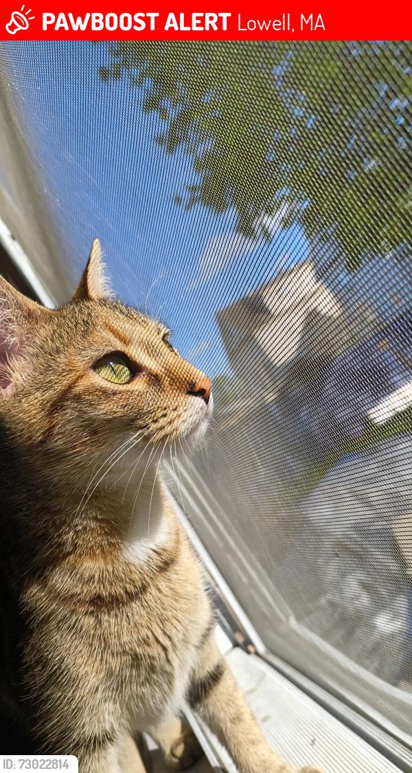 Lost Female Cat last seen Near Crawford St, Lowell, MA 01854