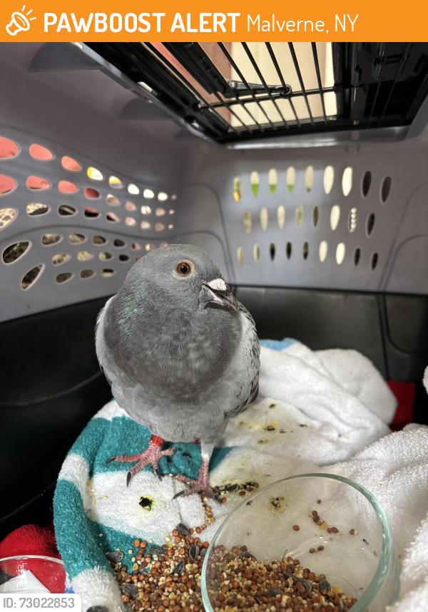 Found/Stray Unknown Bird last seen Malverne train station , Malverne, NY 11565