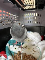 Found/Stray Unknown Bird last seen Malverne train station , Malverne, NY 11565