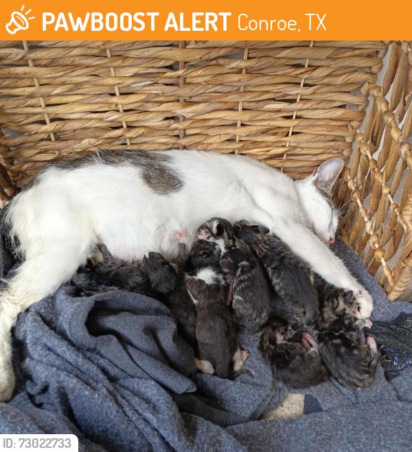 Found/Stray Female Cat last seen Foster, Conroe, TX 77301