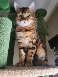Reunited Male Cat last seen Prospect & Stearns , Bartlett, IL 60103