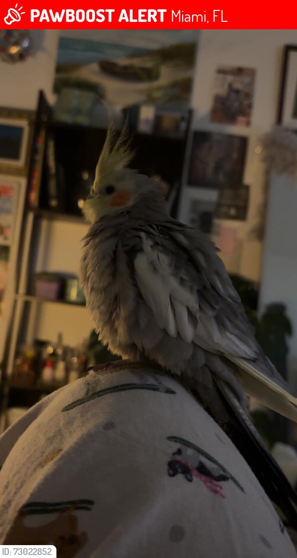 Lost Male Bird last seen Flew out from back door, went towards 147th Ave, Miami, FL 33187