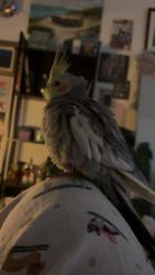Lost Male Bird last seen Flew out from back door, went towards 147th Ave, Miami, FL 33187