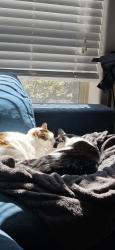 Lost Female Cat last seen Near w dalton pl, Boise, ID 83704