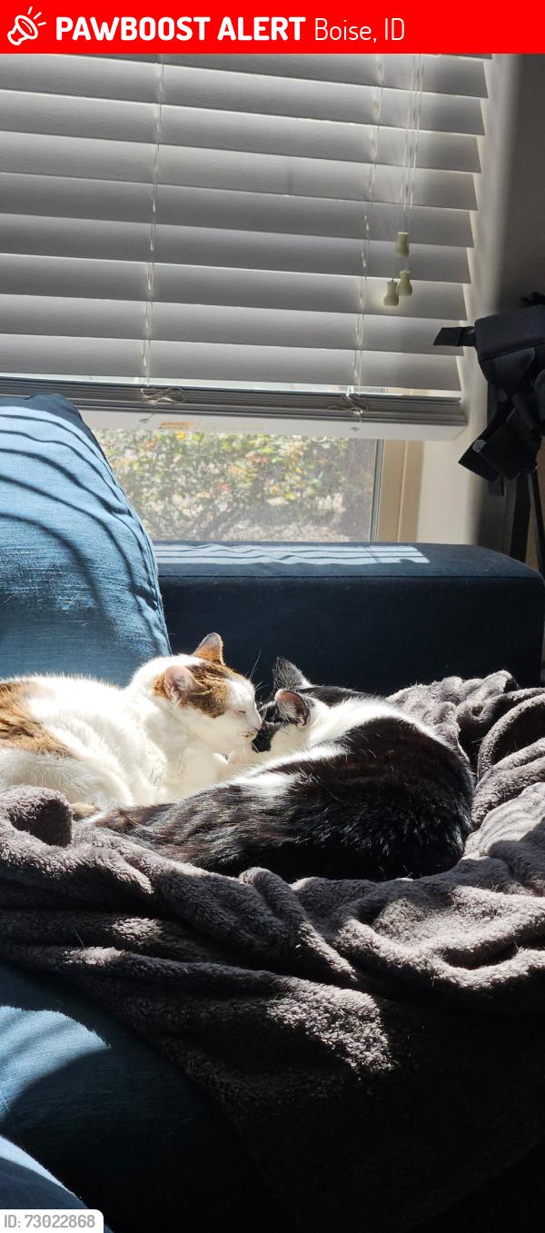 Lost Female Cat last seen Near w dalton pl, Boise, ID 83704