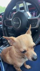 Reunited Male Dog last seen Sleepy hallow rd Oliver Springs , Oliver Springs, TN 37840