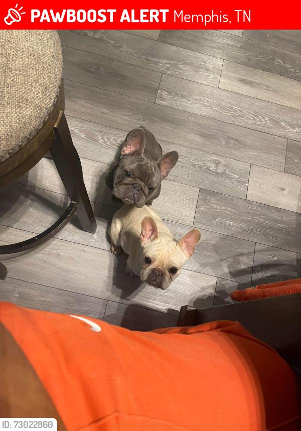 Lost Female Dog last seen Near fox hunt, Memphis, TN 38115