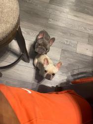 Lost Female Dog last seen Near fox hunt, Memphis, TN 38115