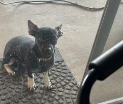 Found/Stray Unknown Dog last seen Whitmire lane, Killeen, TX 76543