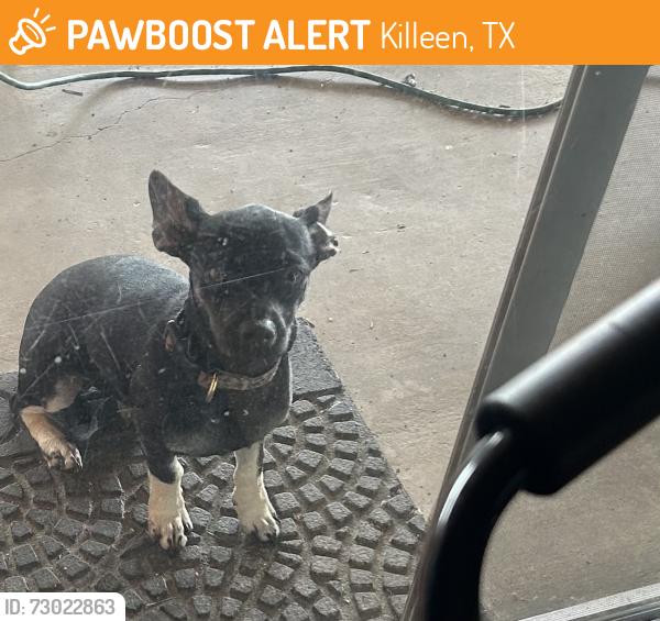 Found/Stray Unknown Dog last seen Whitmire lane, Killeen, TX 76543