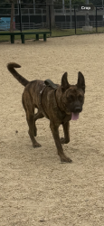 Reunited Male Dog last seen Near Ohio Ave, Los Angeles, CA 90024, Los Angeles, CA 90024