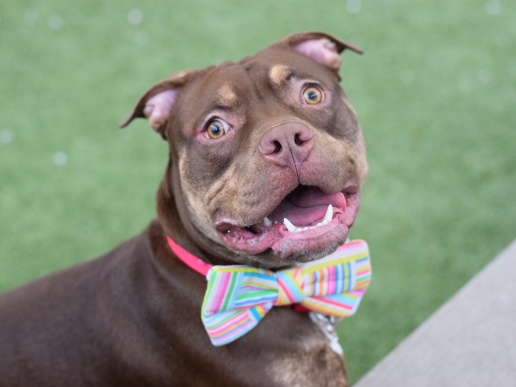 Shelter Stray Male Dog last seen Near Hanson Place, BROOKLYN, NY, 11217, 326 E 110th St, New York, NY 10029, USA